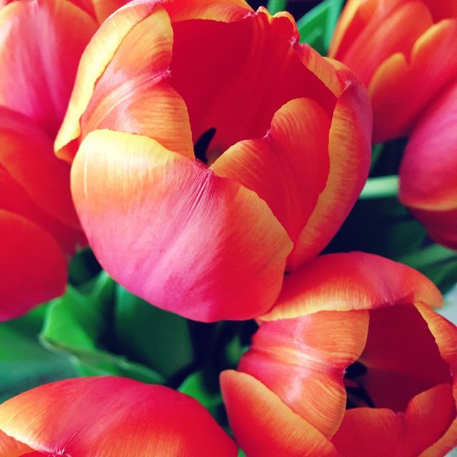 fleurs